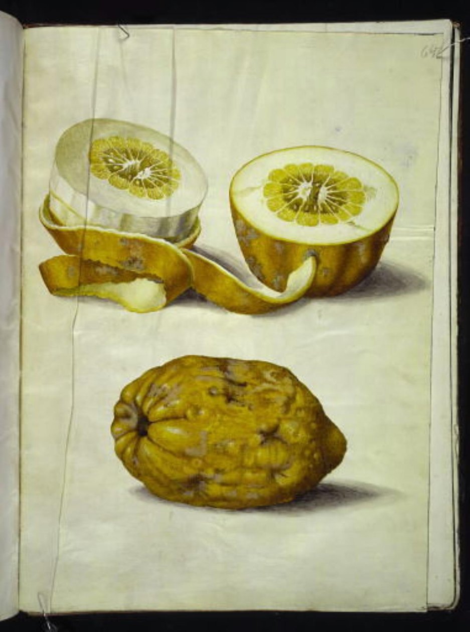 Citrus medica (cédrat) - Hans Simon Holtzbecker
