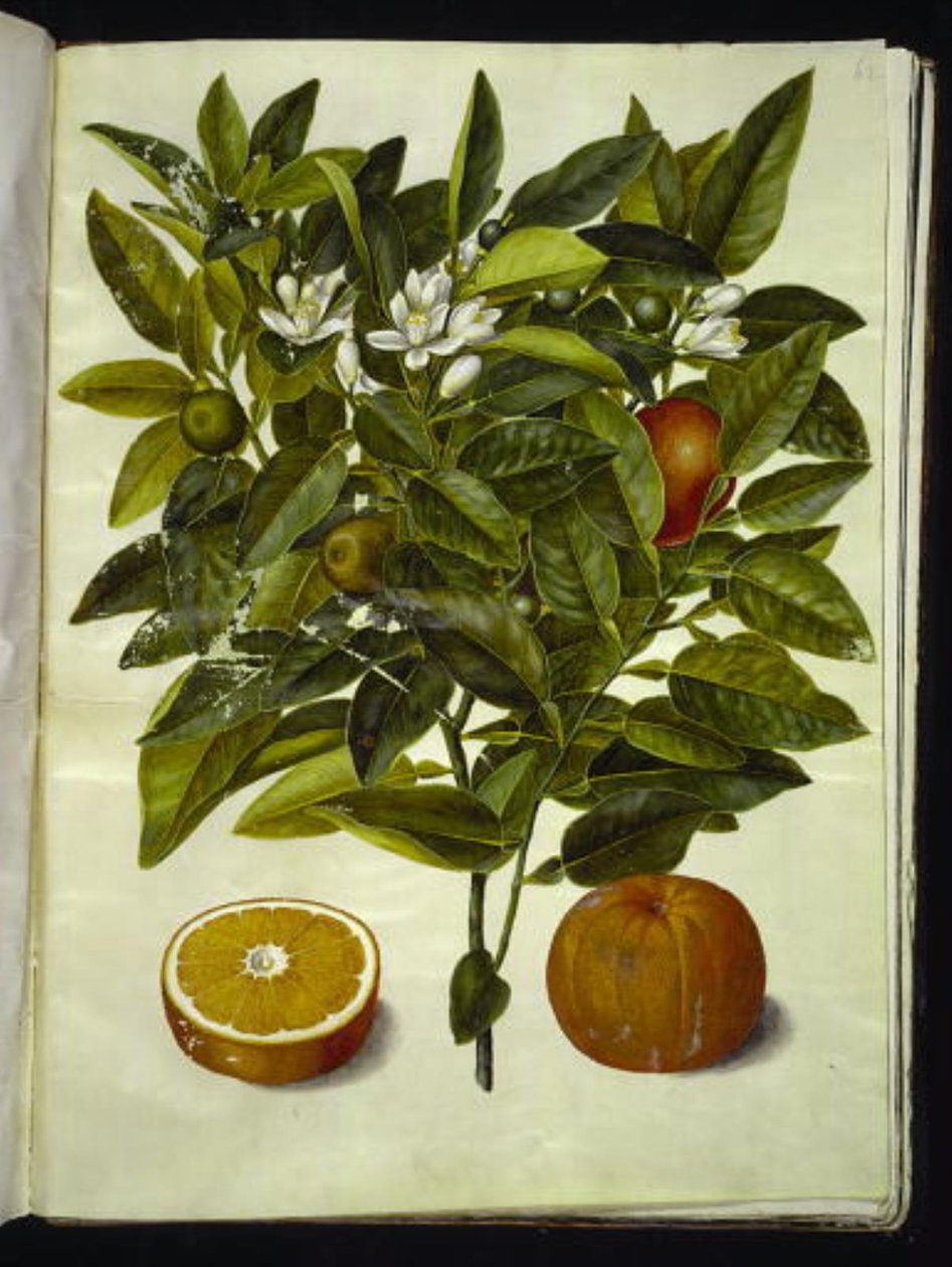 Citrus sinensis (orange) - Hans Simon Holtzbecker