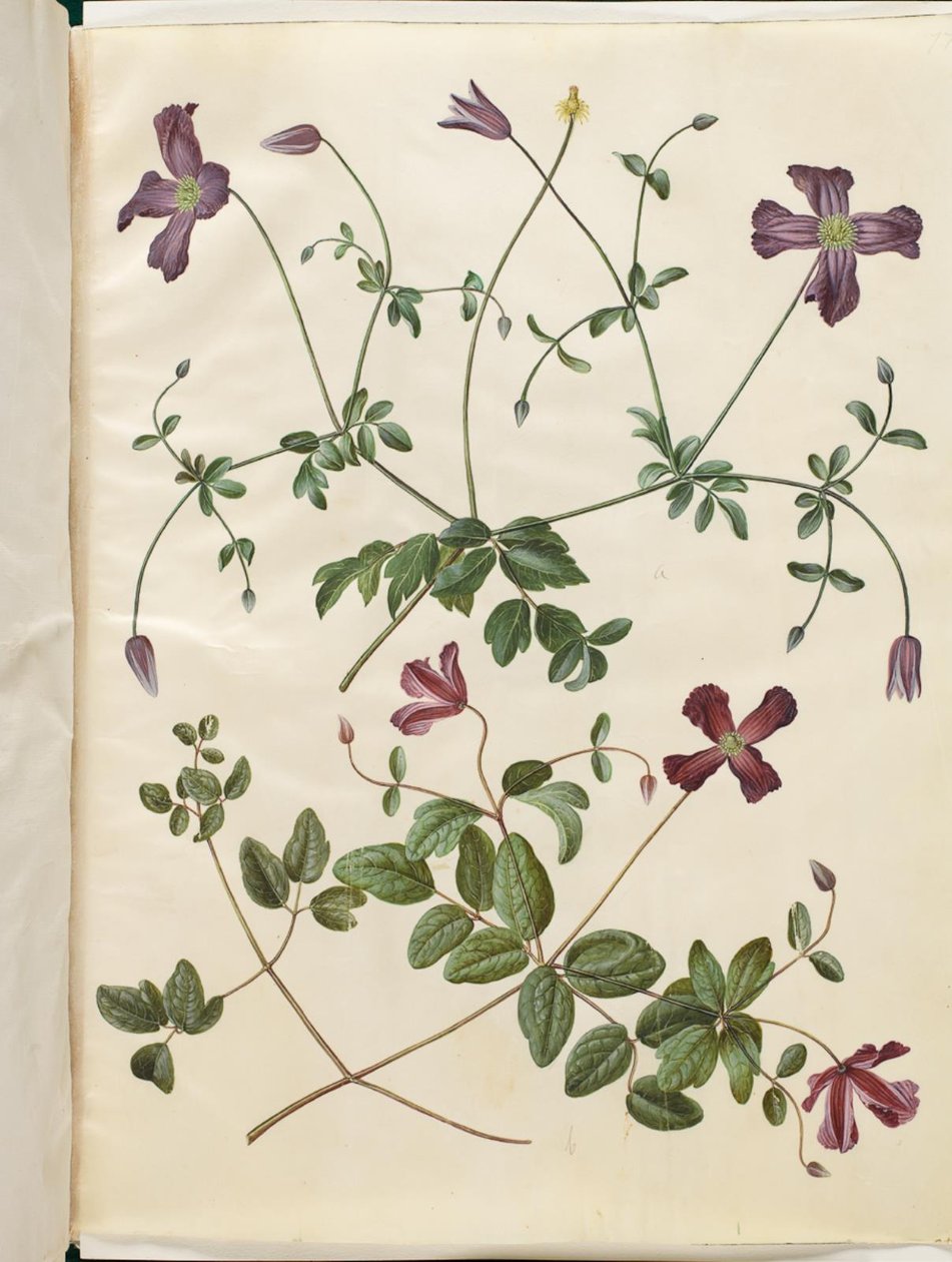 Clematis viticella (clématite italienne) - Hans Simon Holtzbecker