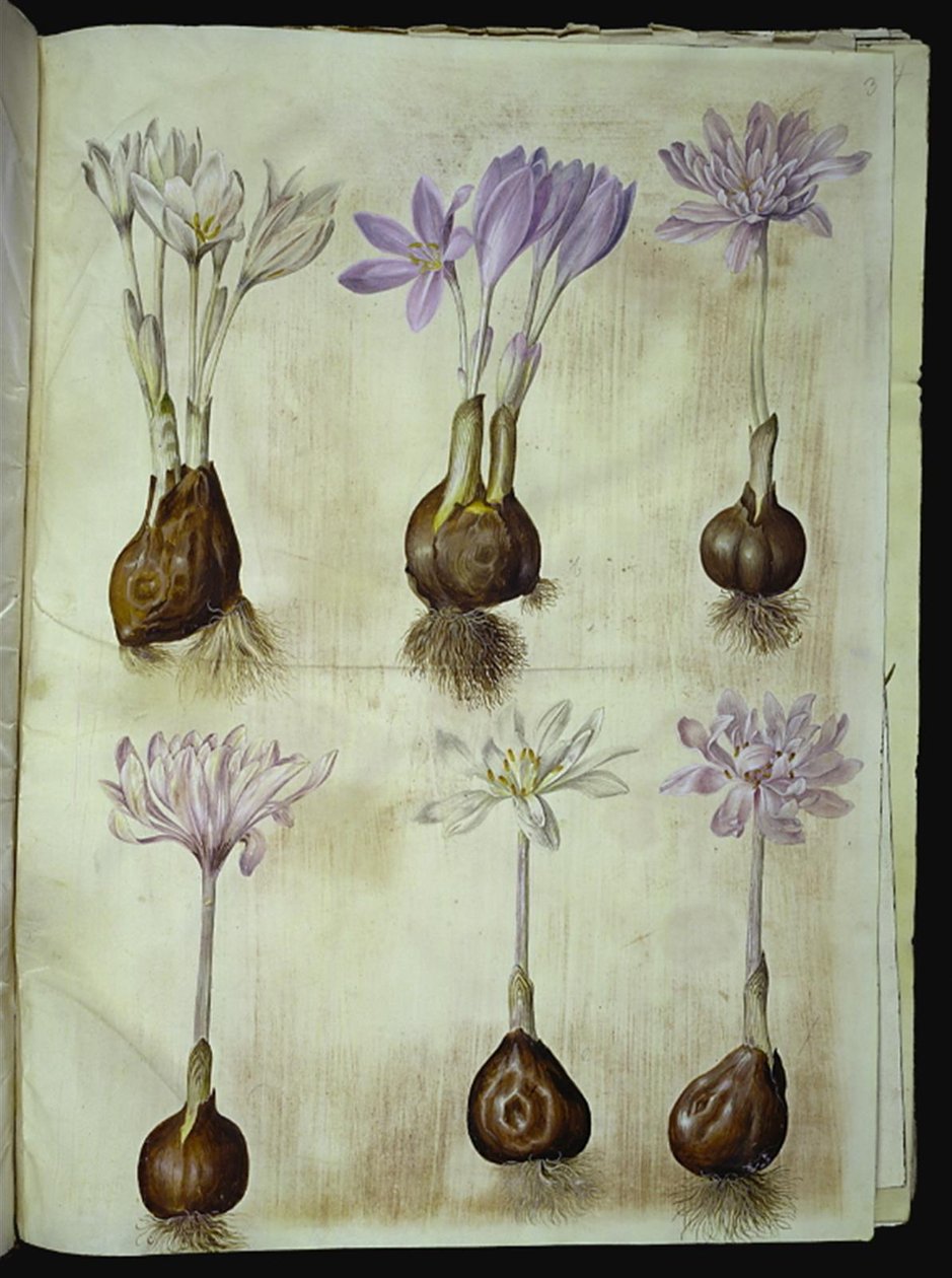Colchicum autumnale (colchique d