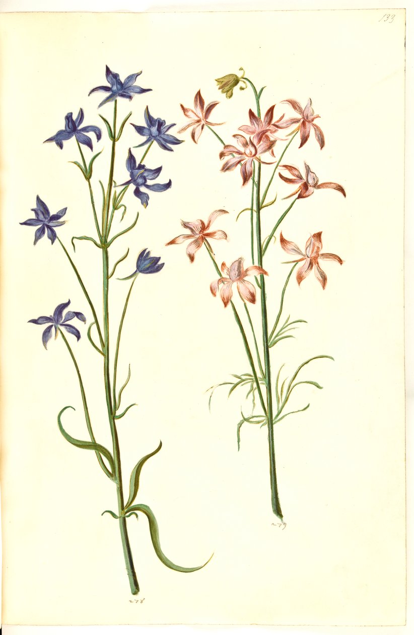 Consolida regalis (pied d