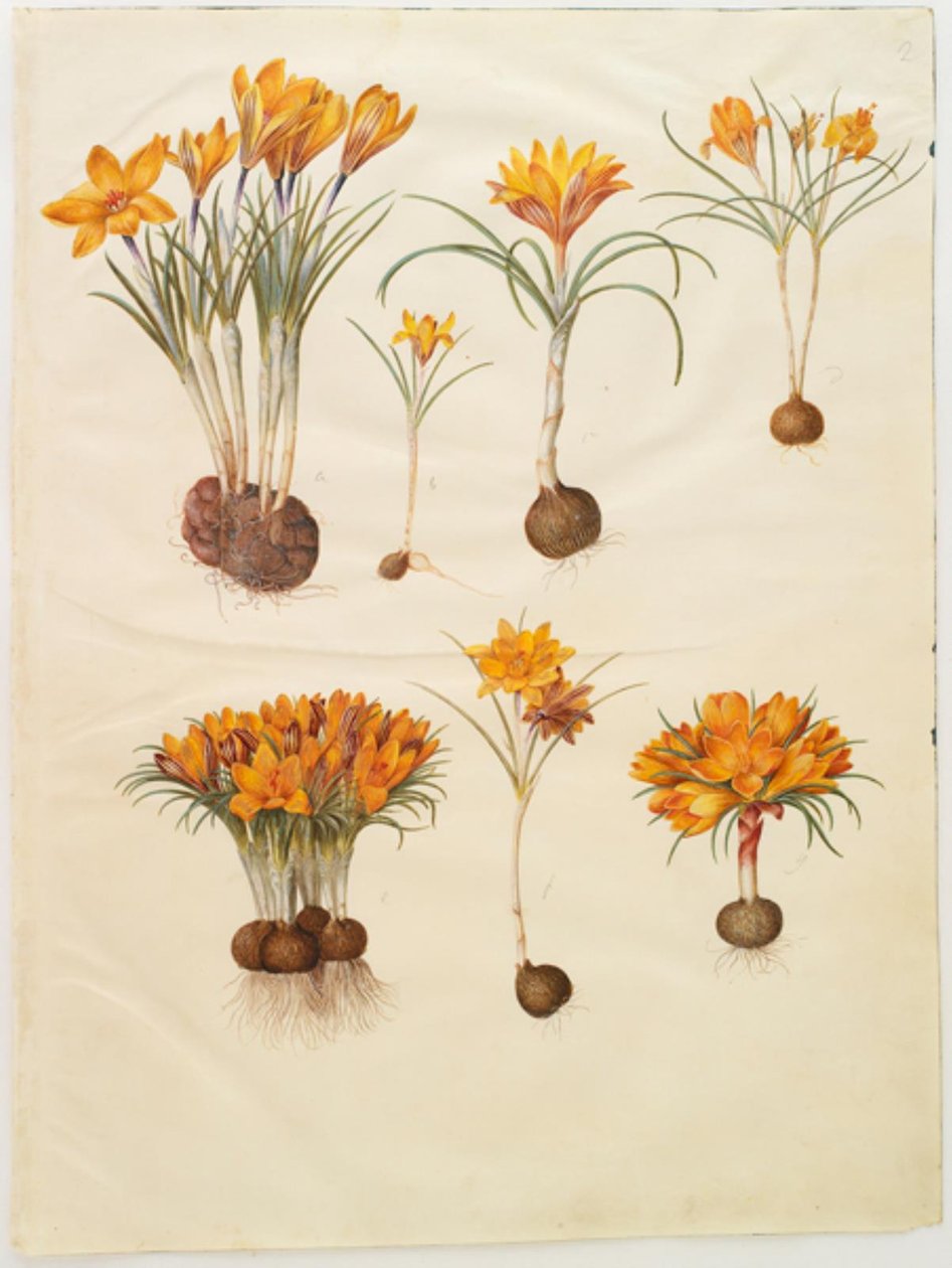 Crocus angustifolius - Hans Simon Holtzbecker
