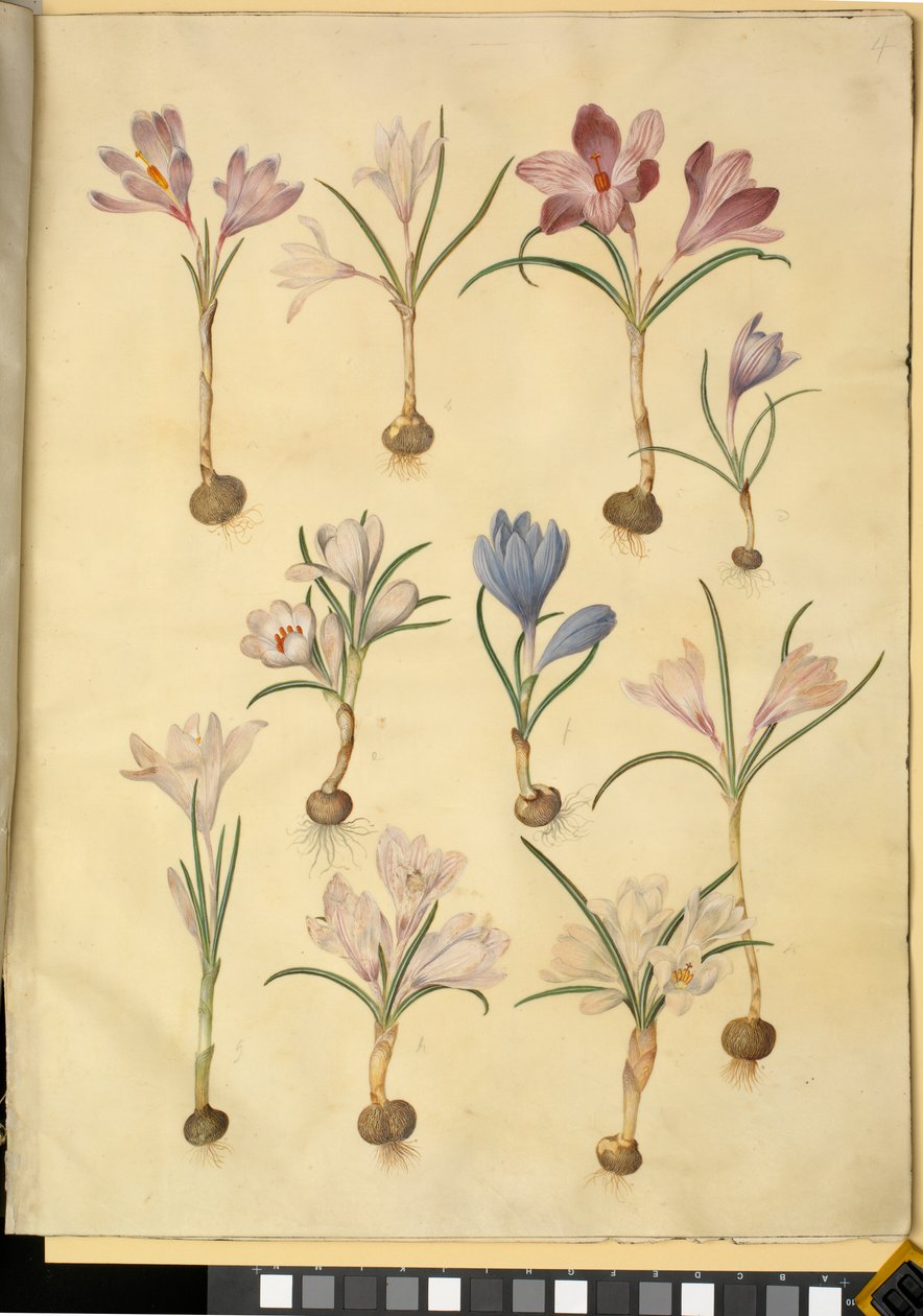 Crocus vernus (crocus sauvage) - Hans Simon Holtzbecker