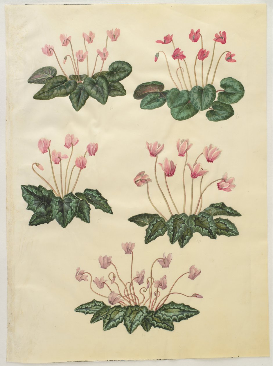 Cyclamen purpurascens ; Cyclamen hederifolium - Hans Simon Holtzbecker