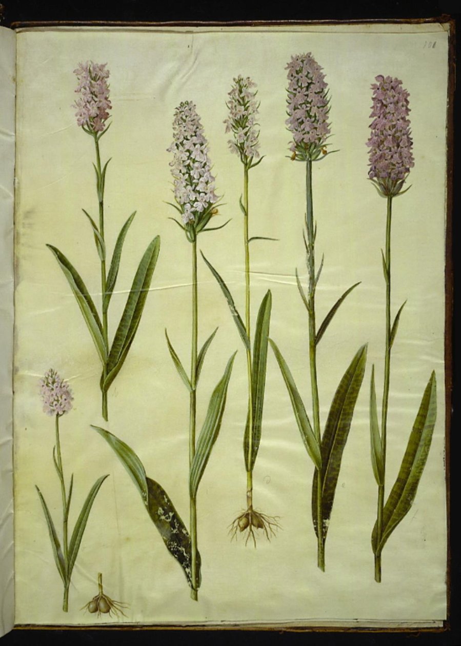 Dactylorhiza maculata (orchis tacheté) - Hans Simon Holtzbecker