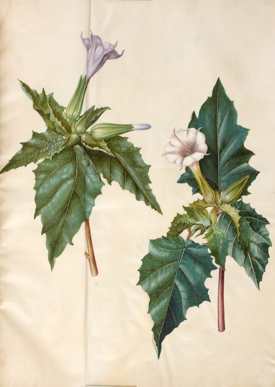 Datura stramonium (datura stramoine) - Hans Simon Holtzbecker