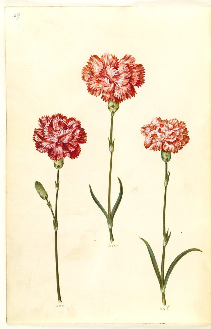 Dianthus caryophyllus (œillet) - Hans Simon Holtzbecker