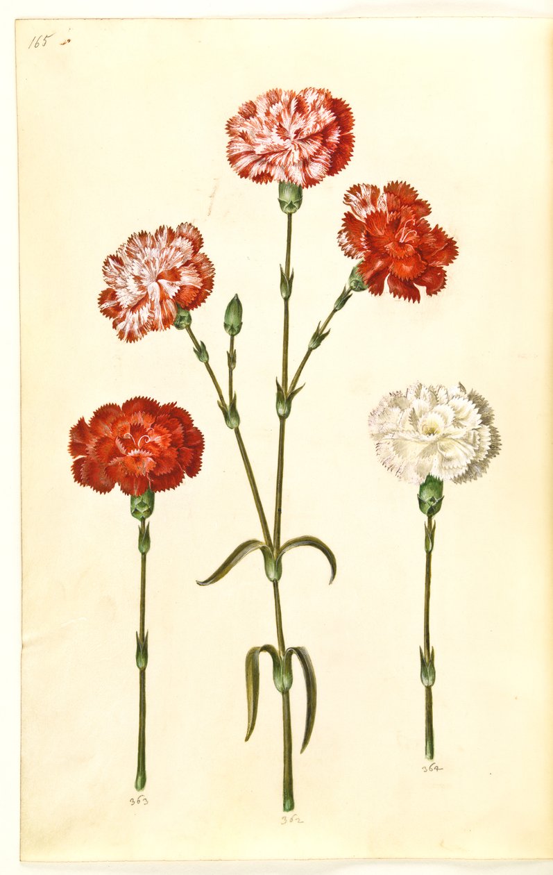 Dianthus caryophyllus (œillet de jardin) - Hans Simon Holtzbecker