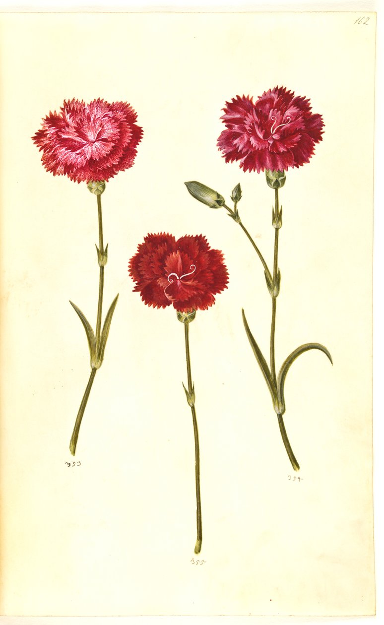 Dianthus caryophyllus (œillet de jardin) - Hans Simon Holtzbecker