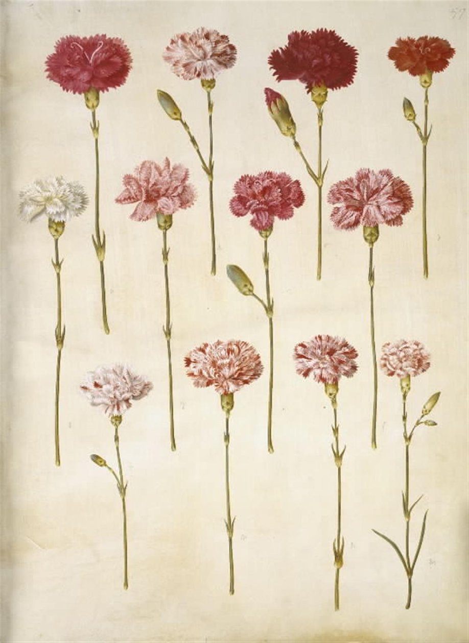 Dianthus caryophyllus (œillet) - Hans Simon Holtzbecker