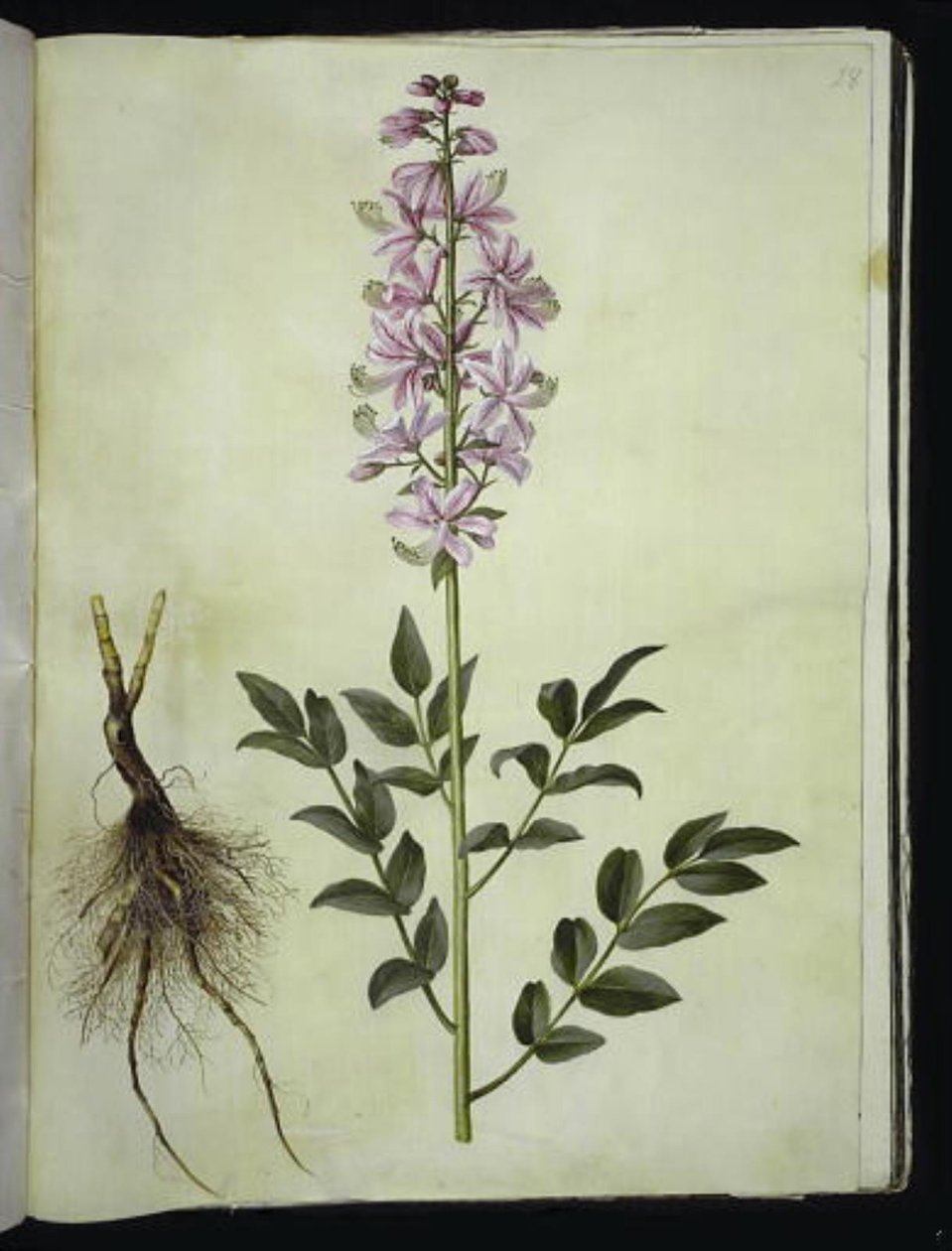 Dictamnus albus (dictame blanc) - Hans Simon Holtzbecker