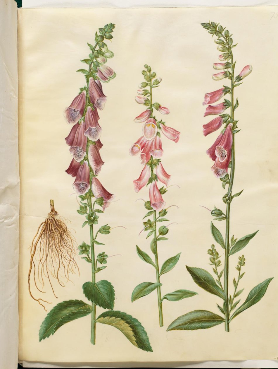 Digitalis purpurea (digitale pourpre) - Hans Simon Holtzbecker
