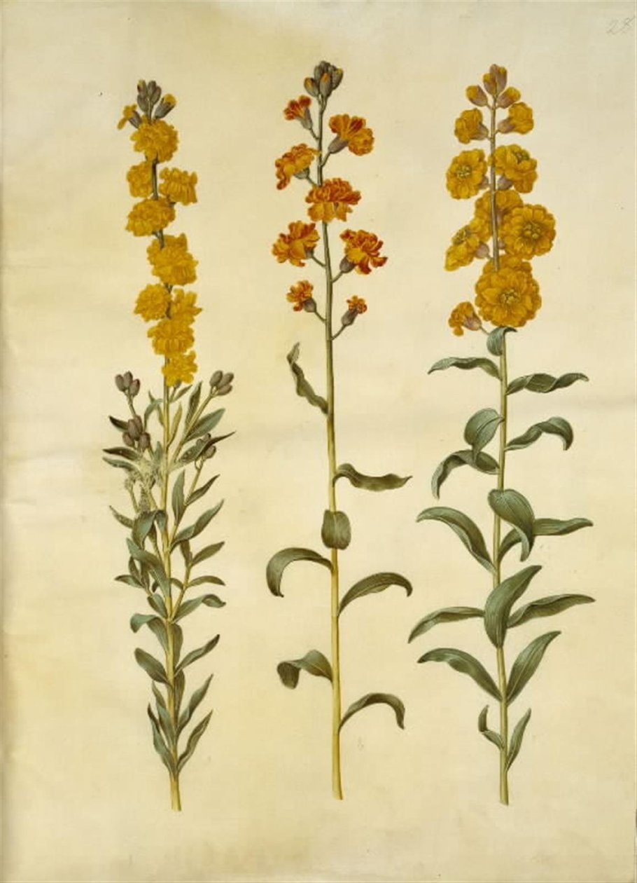 Erysimum cheiri (giroflée) - Hans Simon Holtzbecker