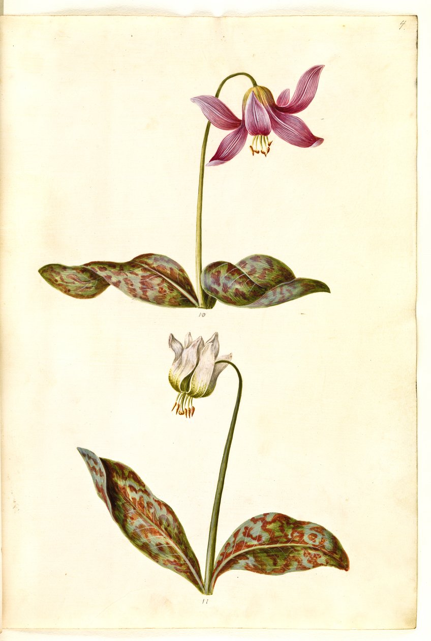 Erythronium dens-canis (véritable dent de chien) - Hans Simon Holtzbecker