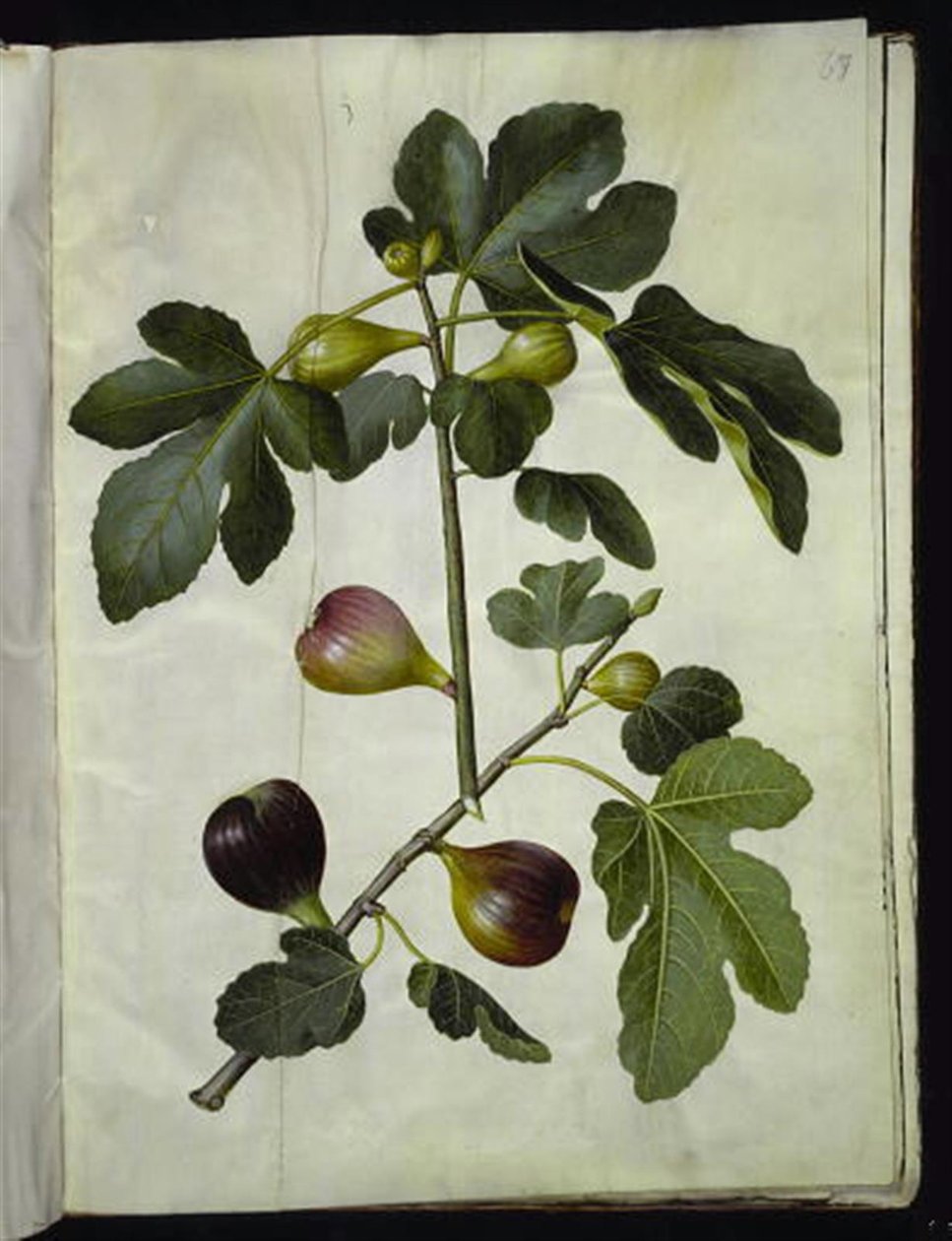 Ficus carica (figuier commun) - Hans Simon Holtzbecker