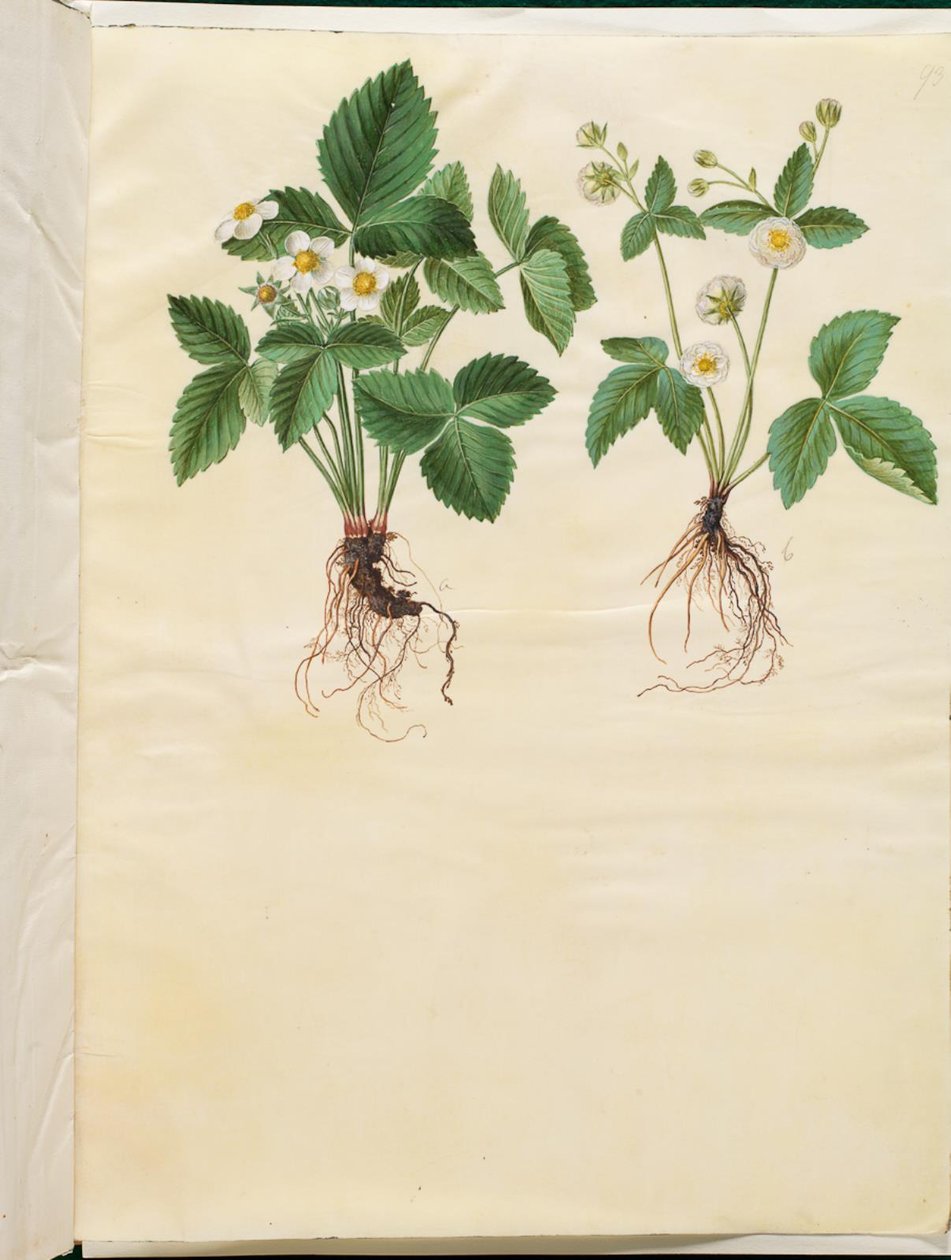 Fragaria vesca - Hans Simon Holtzbecker