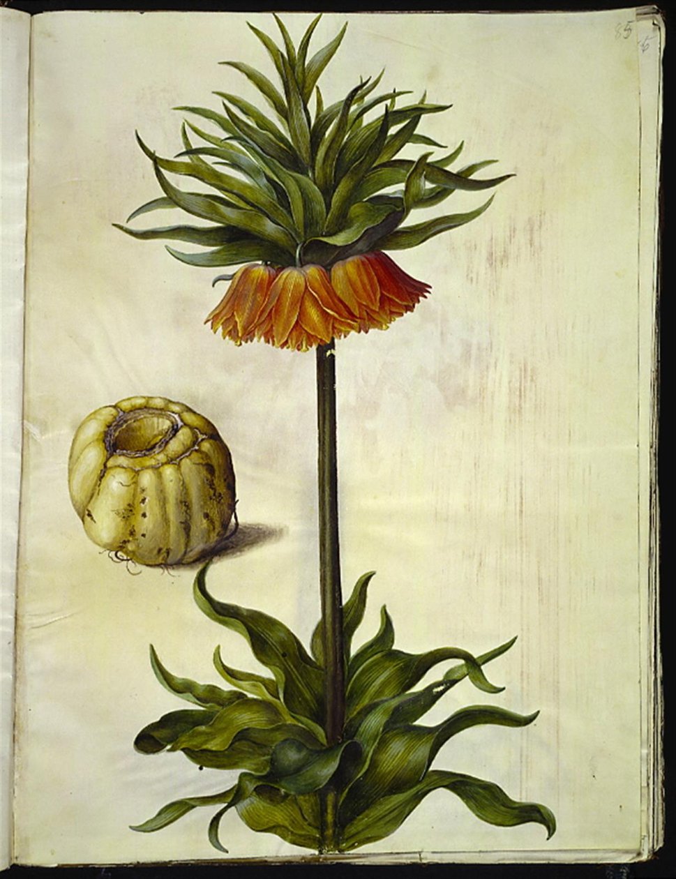 Fritillaria imperialis (couronne impériale) - Hans Simon Holtzbecker
