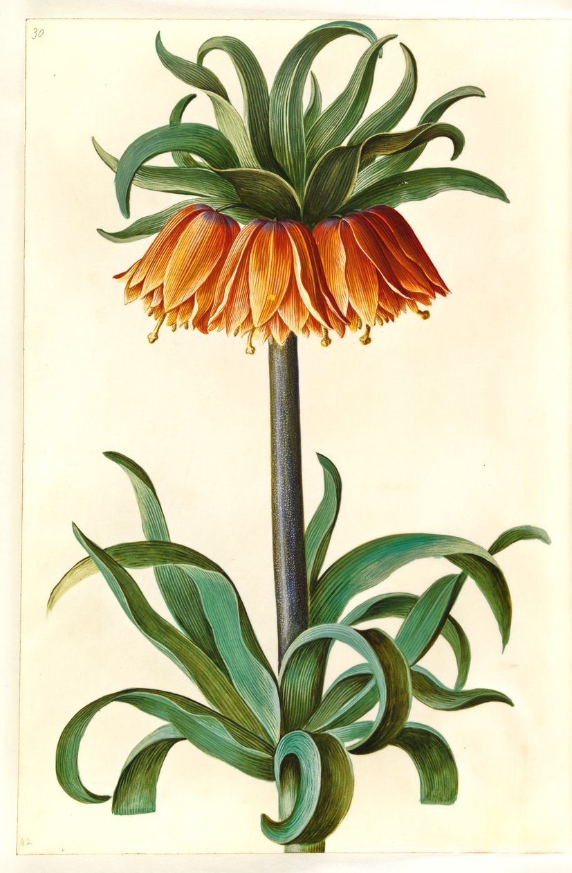 Fritillaria imperialis - Hans Simon Holtzbecker