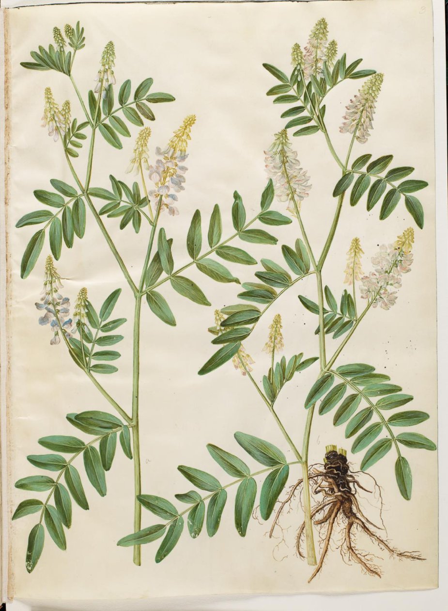Galega officinalis (rue des chèvres) - Hans Simon Holtzbecker