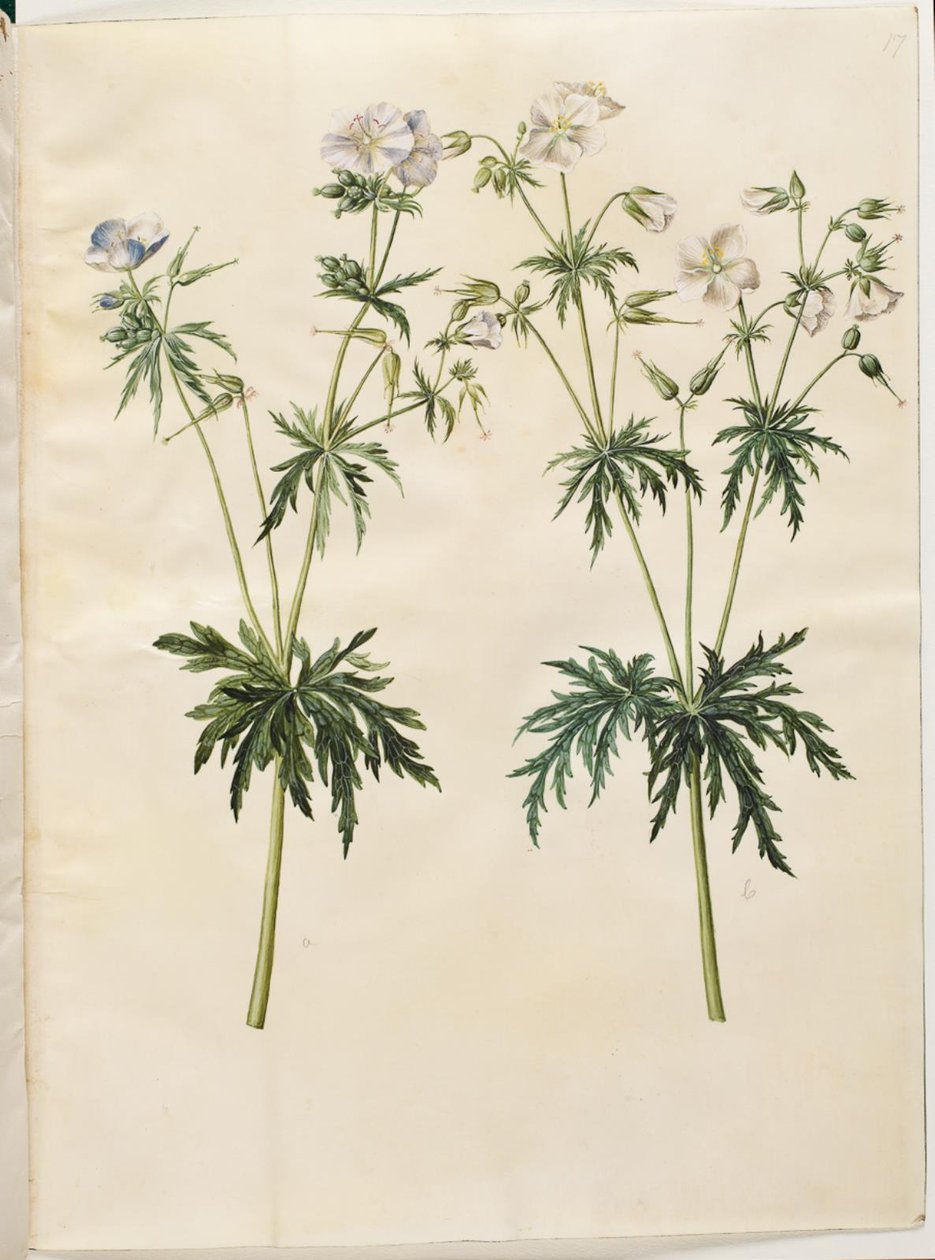 Geranium pratense (géranium des prés) - Hans Simon Holtzbecker