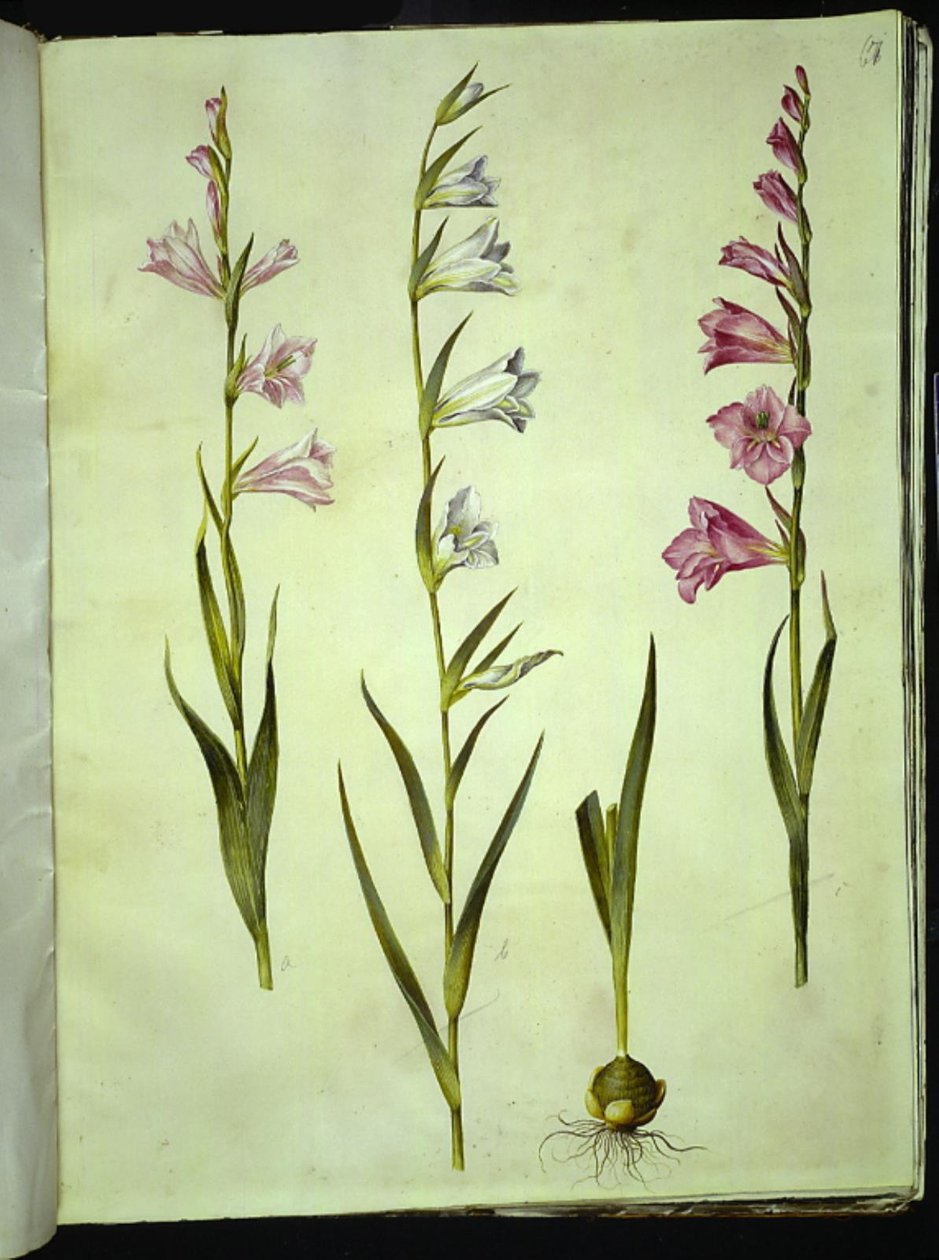 Gladiolus communis (gladiolus commun) - Hans Simon Holtzbecker