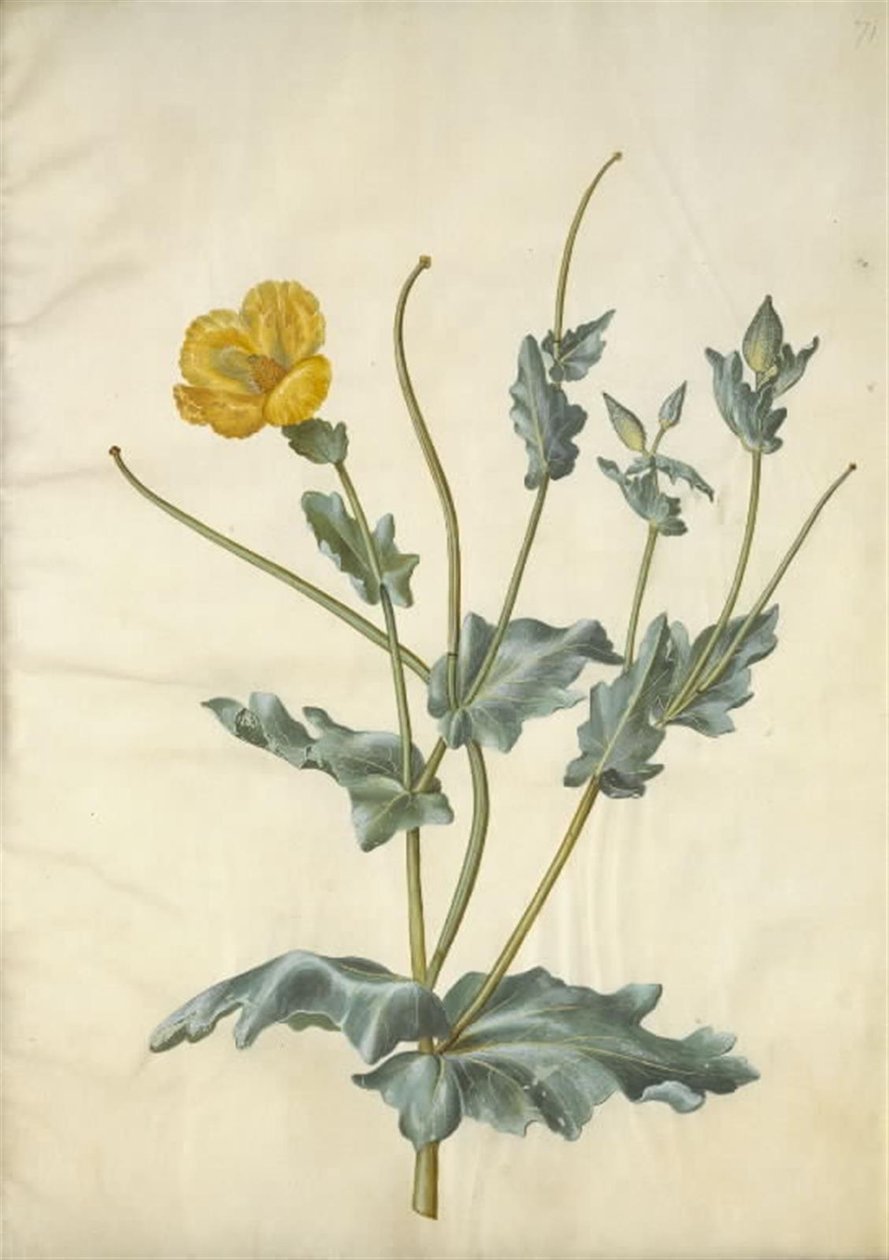 Glaucium flavum (pavot cornu) - Hans Simon Holtzbecker