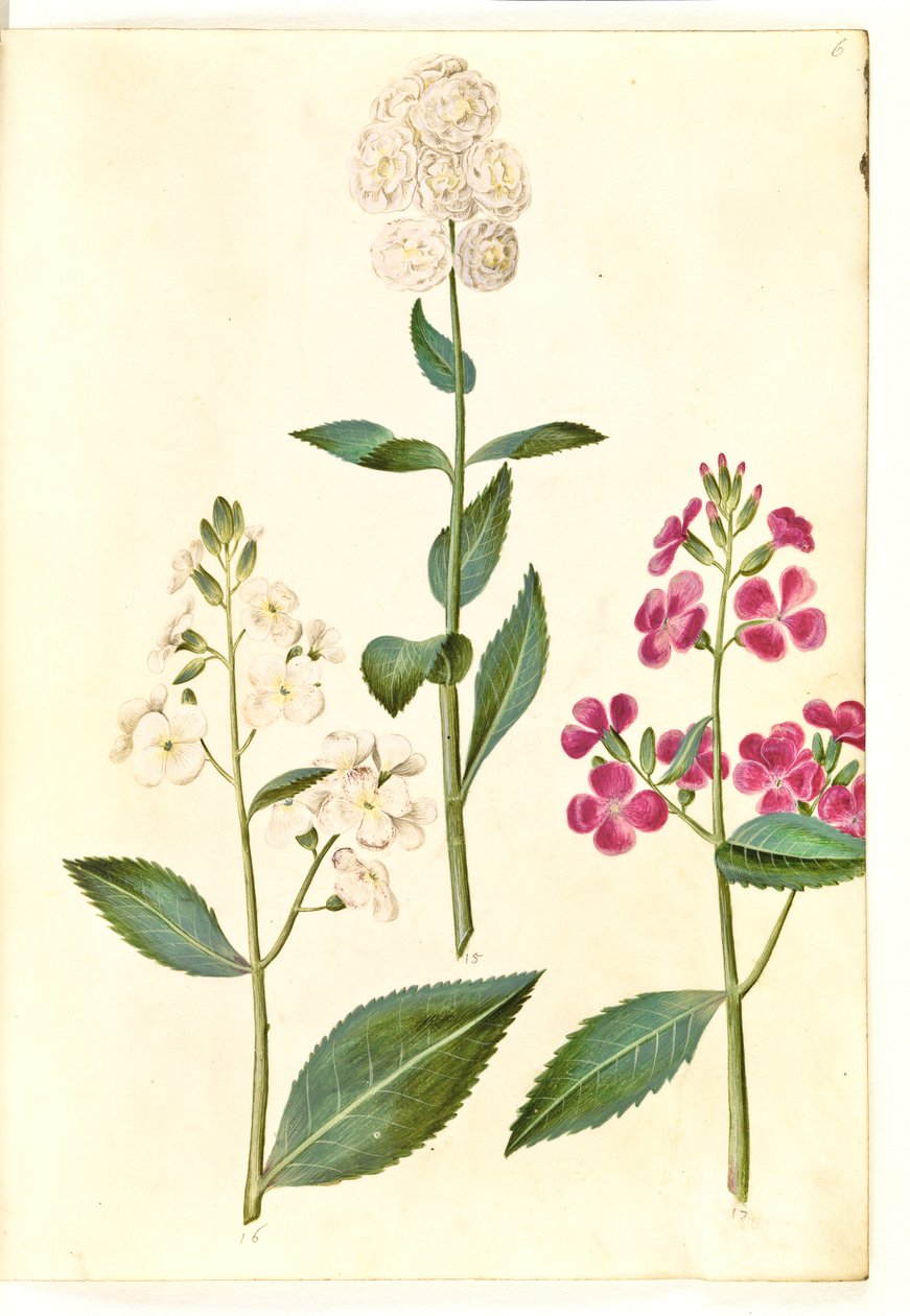 Hesperis matronalis (julienne des dames) - Hans Simon Holtzbecker