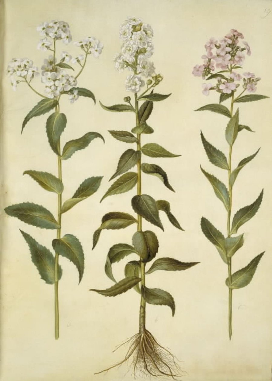 Hesperis matronalis (julienne des dames) - Hans Simon Holtzbecker
