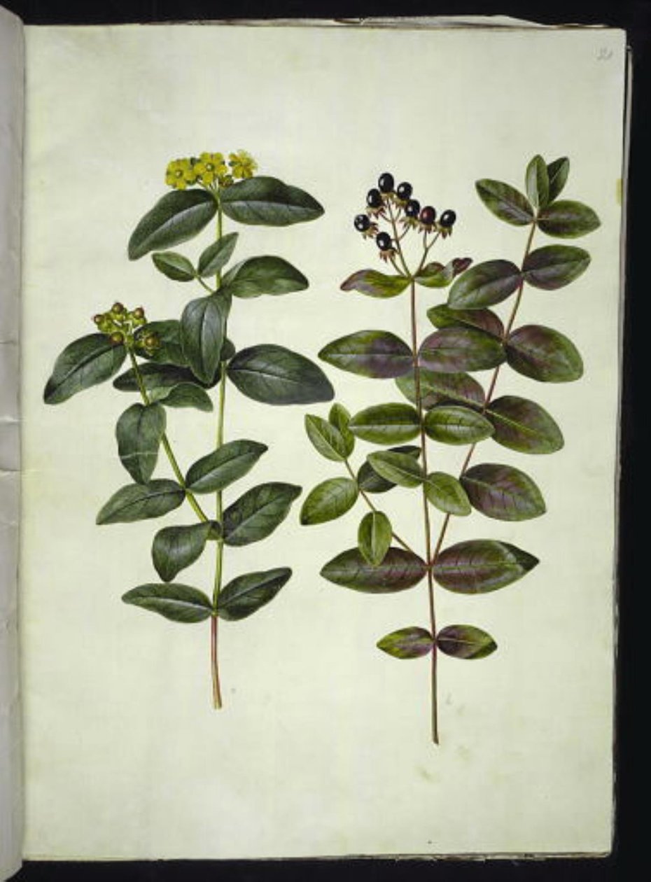 Hypericum androsaemum (millepertuis à baies) - Hans Simon Holtzbecker