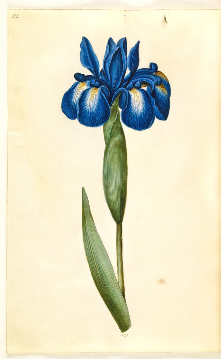 Iris latifolia (iris anglais) - Hans Simon Holtzbecker