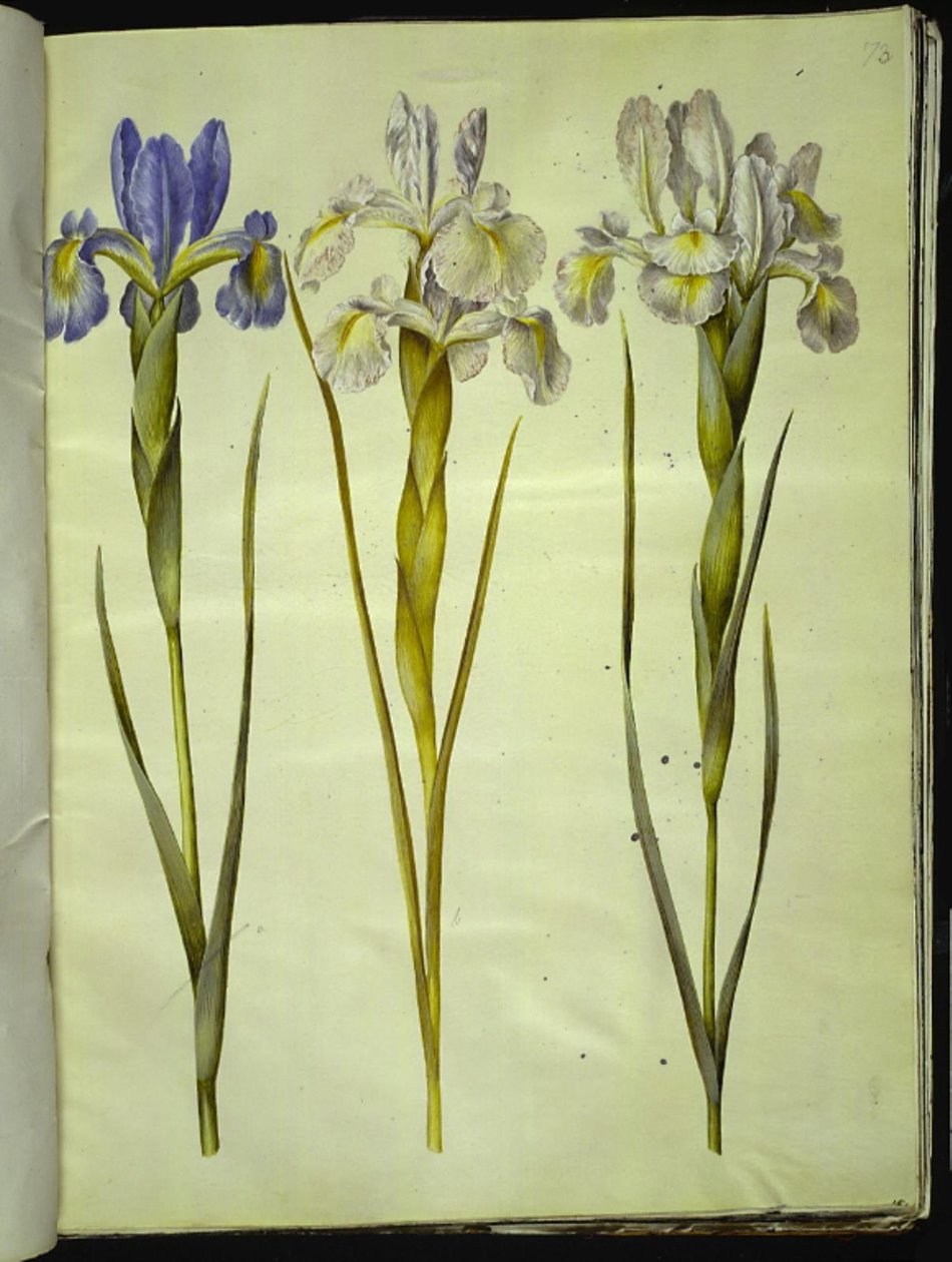 Iris latifolia (iris anglais) - Hans Simon Holtzbecker