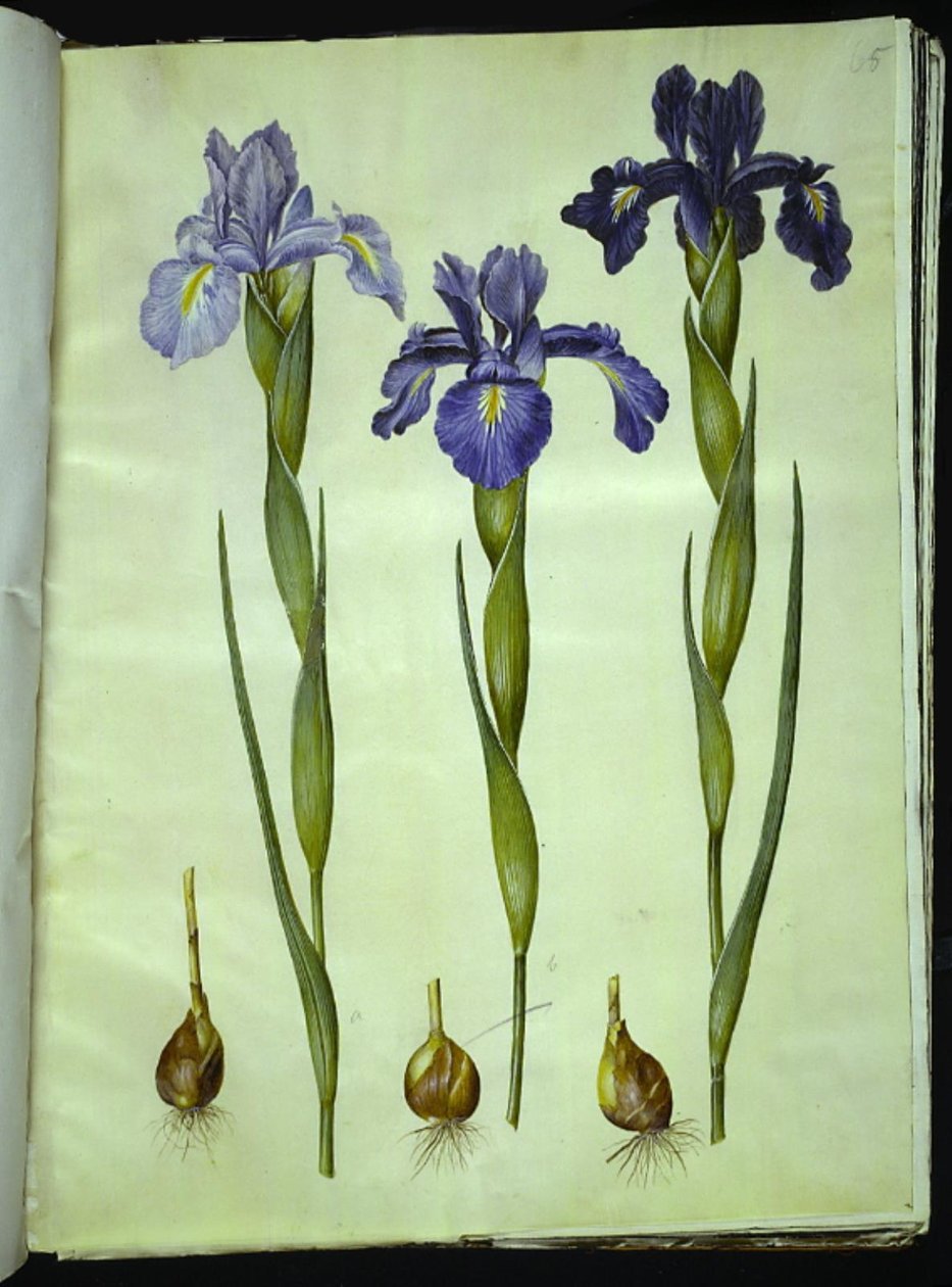 Iris latifolia (iris anglais) - Hans Simon Holtzbecker