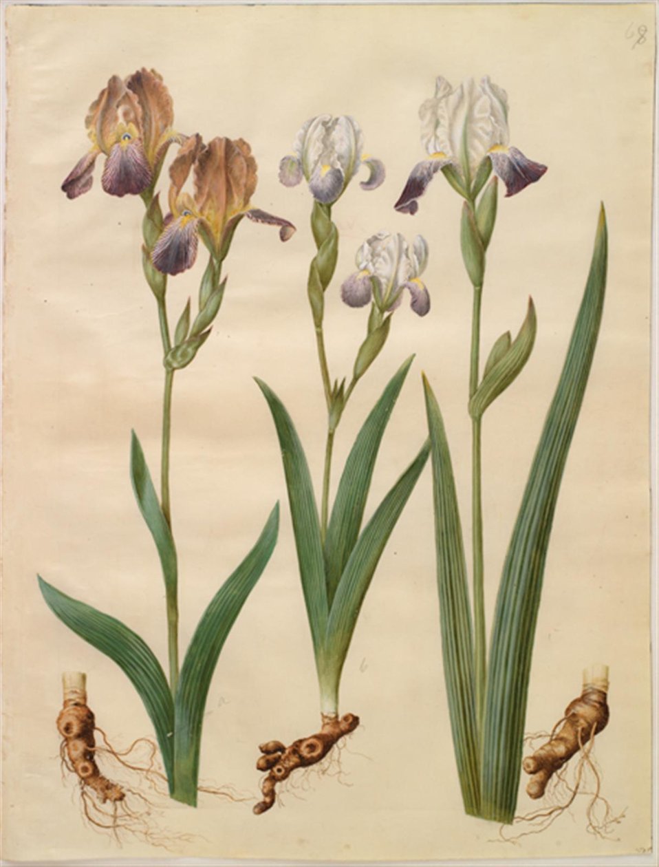 Iris ×sambucina (iris sureau); Iris ×amoena (iris hybride) - Hans Simon Holtzbecker