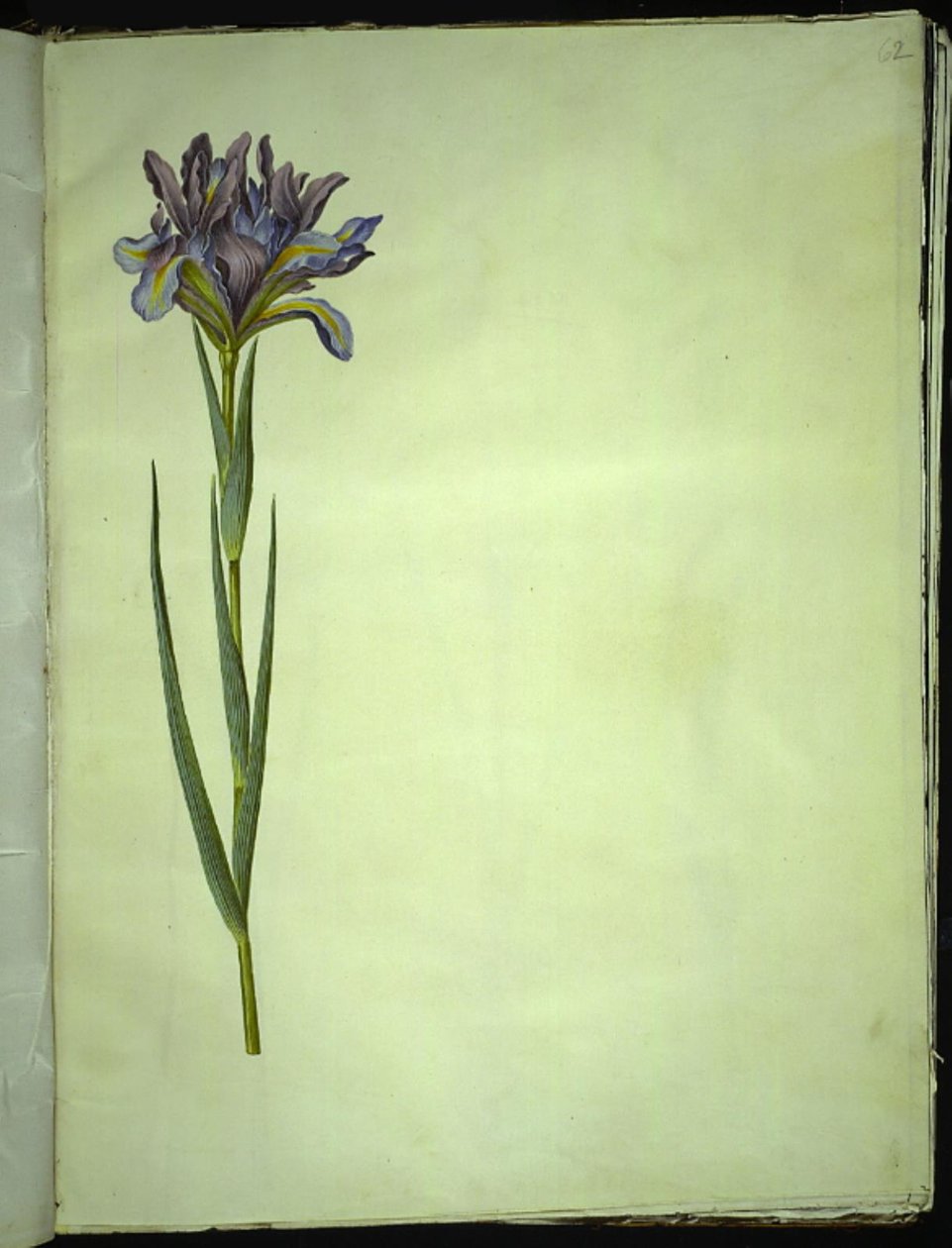 Iris xiphium (iris d