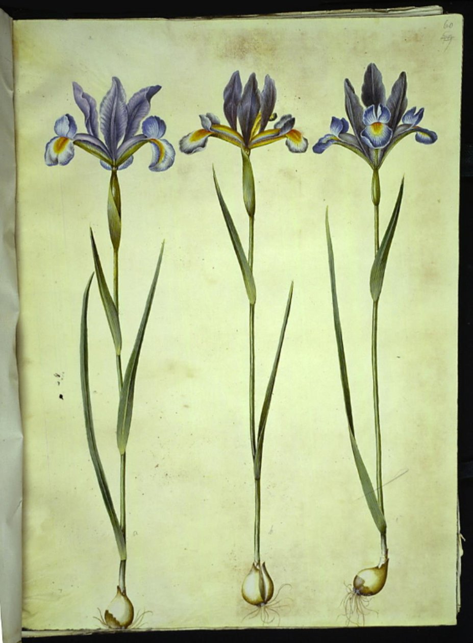 Iris xiphium (iris espagnol) - Hans Simon Holtzbecker