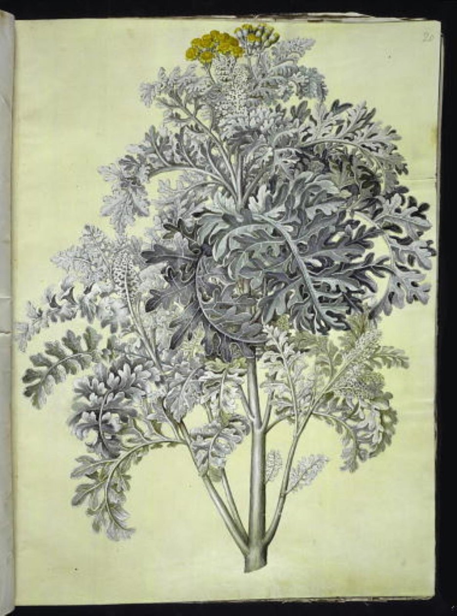 Jacobaea maritima (cinéraire maritime) - Hans Simon Holtzbecker