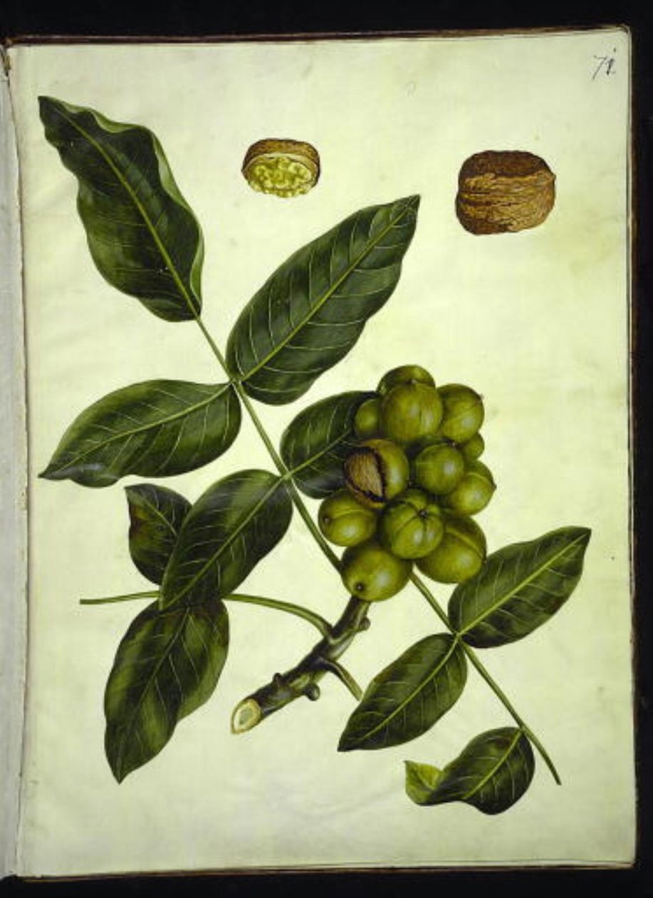 Juglans regia (noyer commun) - Hans Simon Holtzbecker