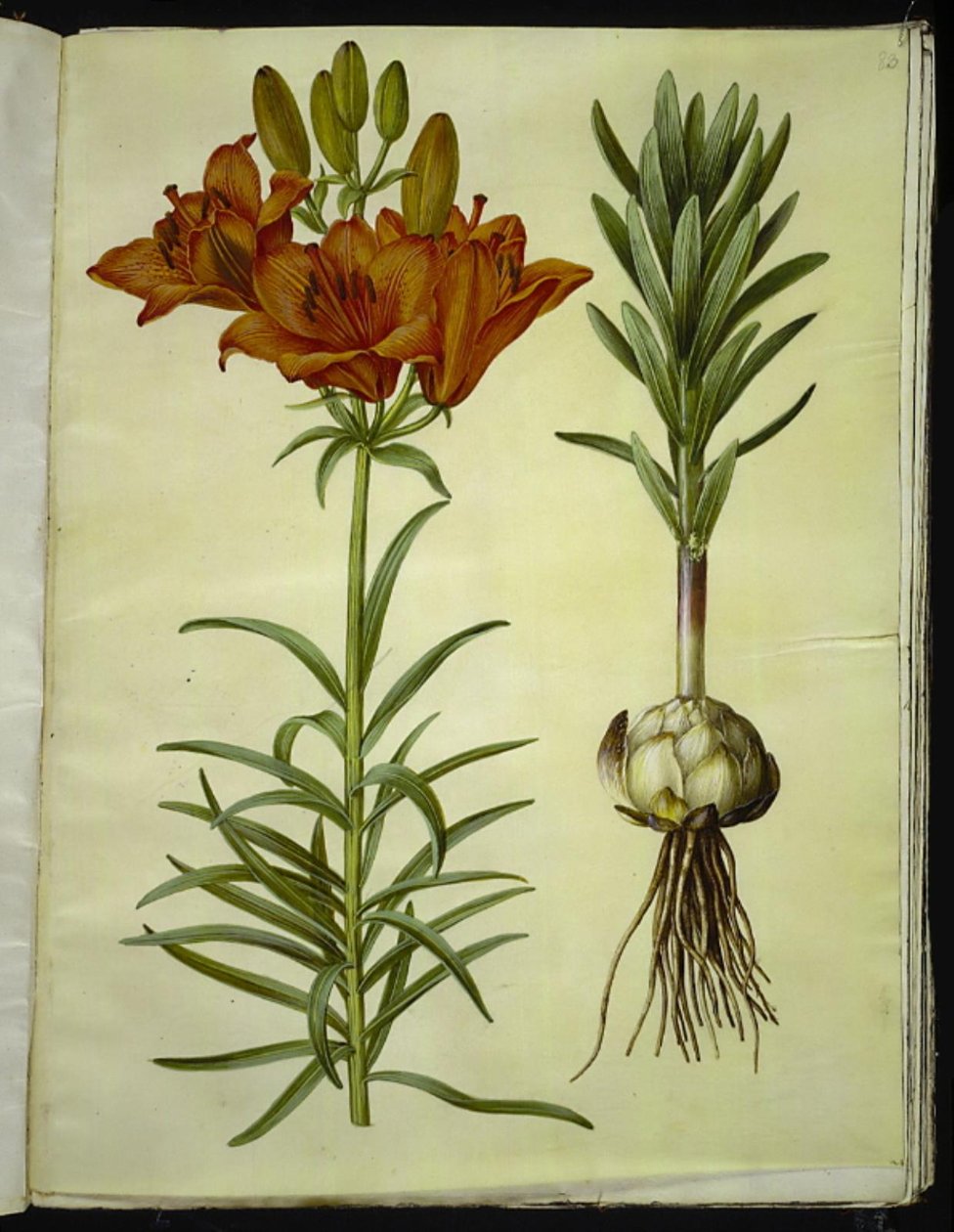 Lilium bulbiferum (lis orangé) - Hans Simon Holtzbecker