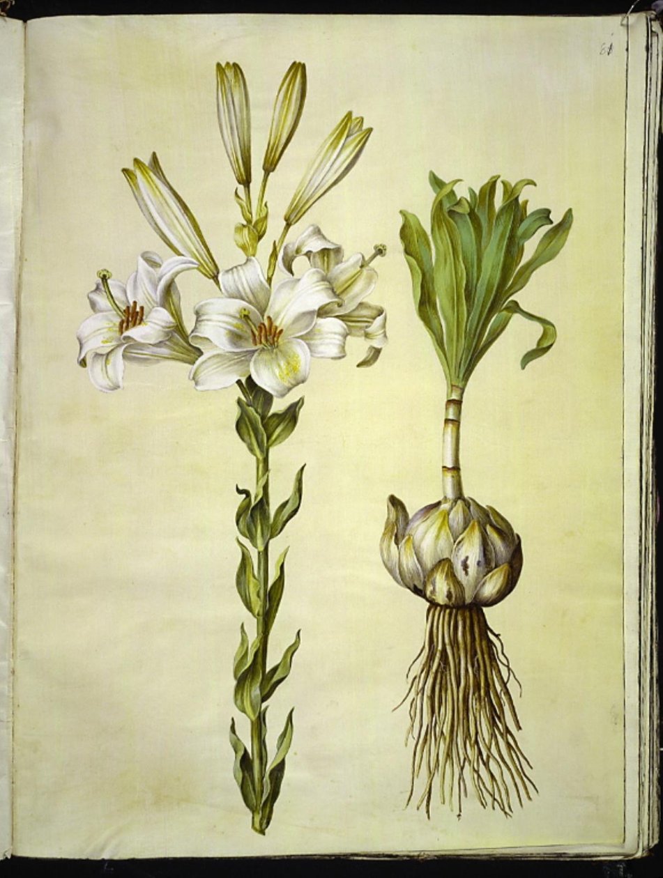 Lys blanc (lys de la Madone) - Hans Simon Holtzbecker