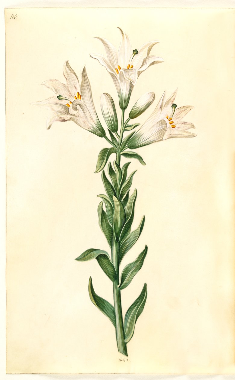 Lilium candidum (lys de la madone) - Hans Simon Holtzbecker