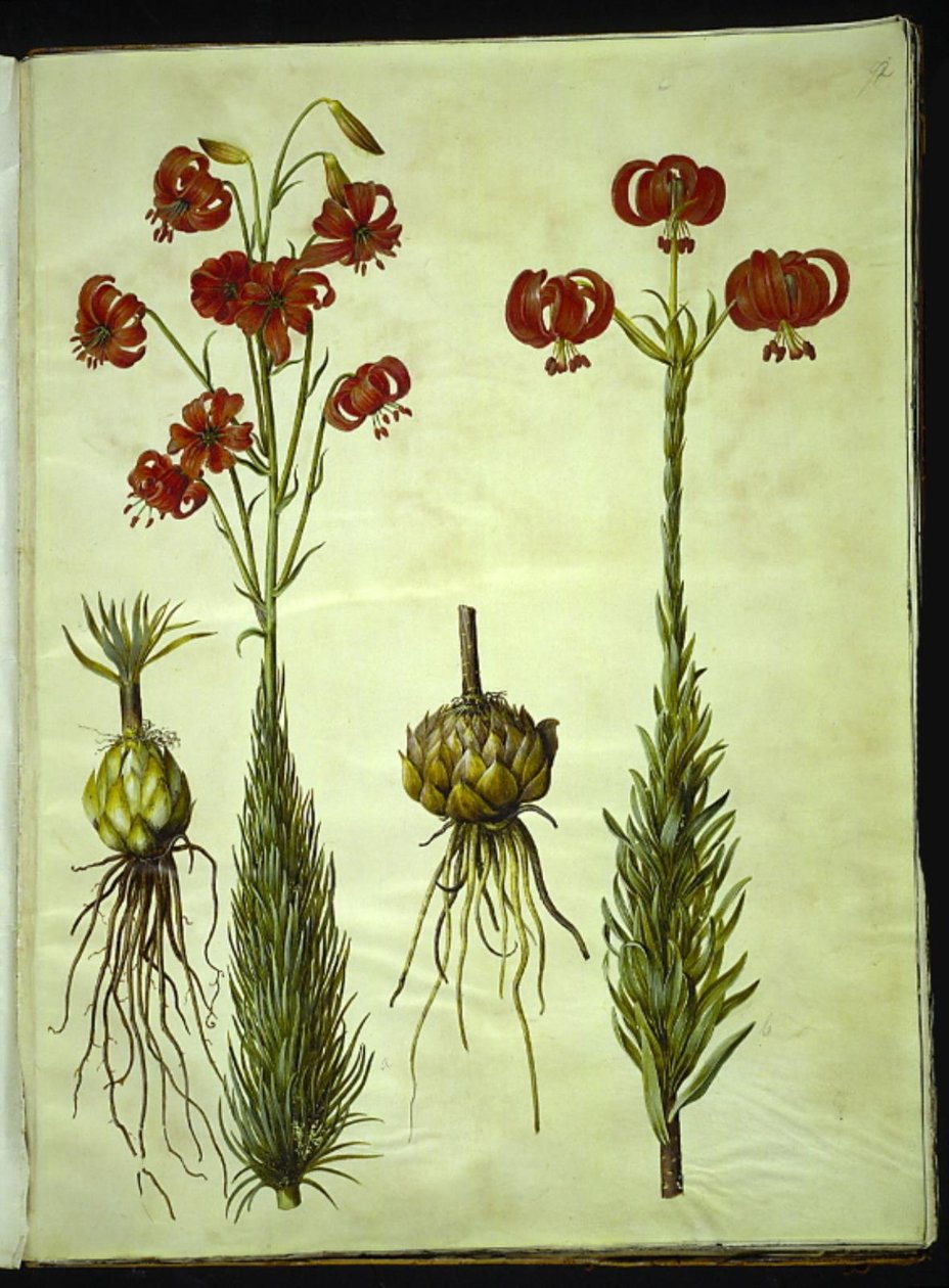 Lilium chalcedonicum (lis turban rouge) - Hans Simon Holtzbecker