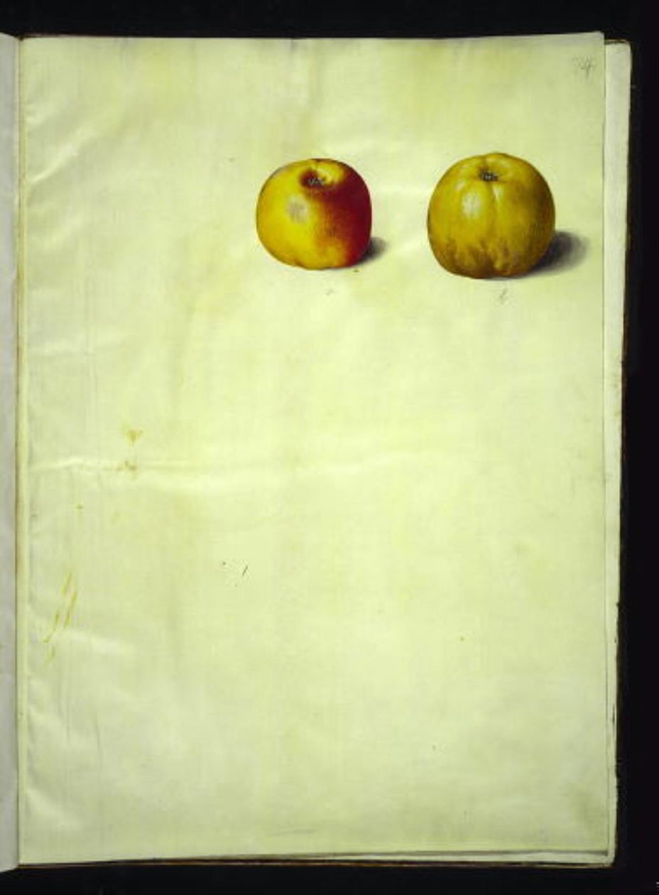 Malus domestica (pommier commun) - Hans Simon Holtzbecker