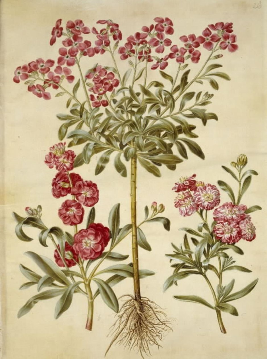Matthiola incana (giroflée d