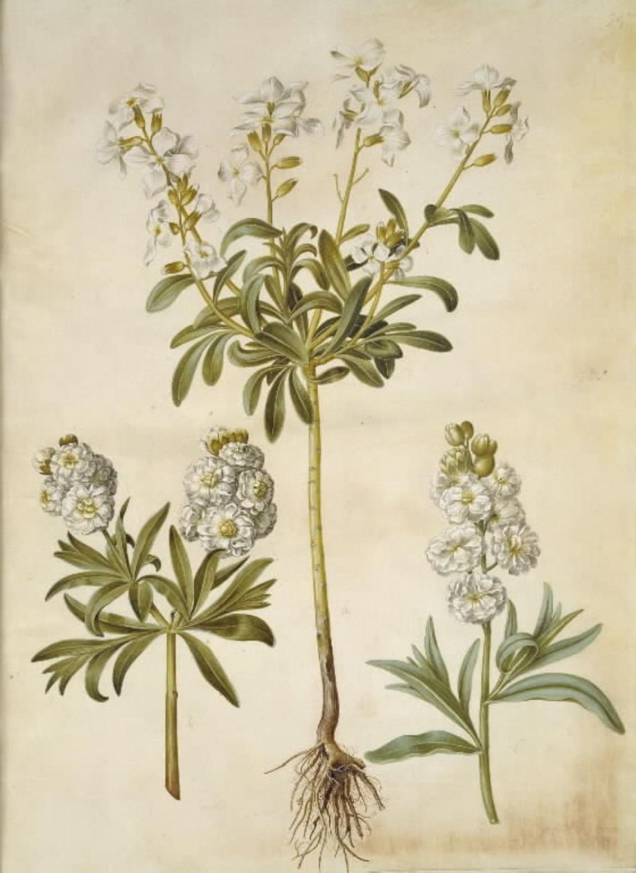 Matthiola incana (vinter-levkøj) - Hans Simon Holtzbecker