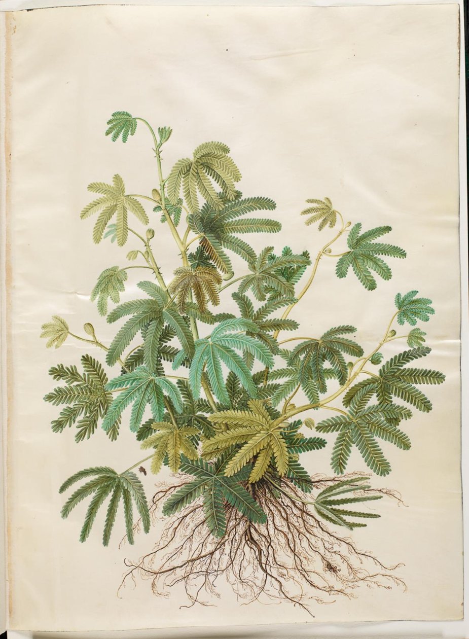 Mimosa polydactyla (mimosa à doigts multiples) - Hans Simon Holtzbecker