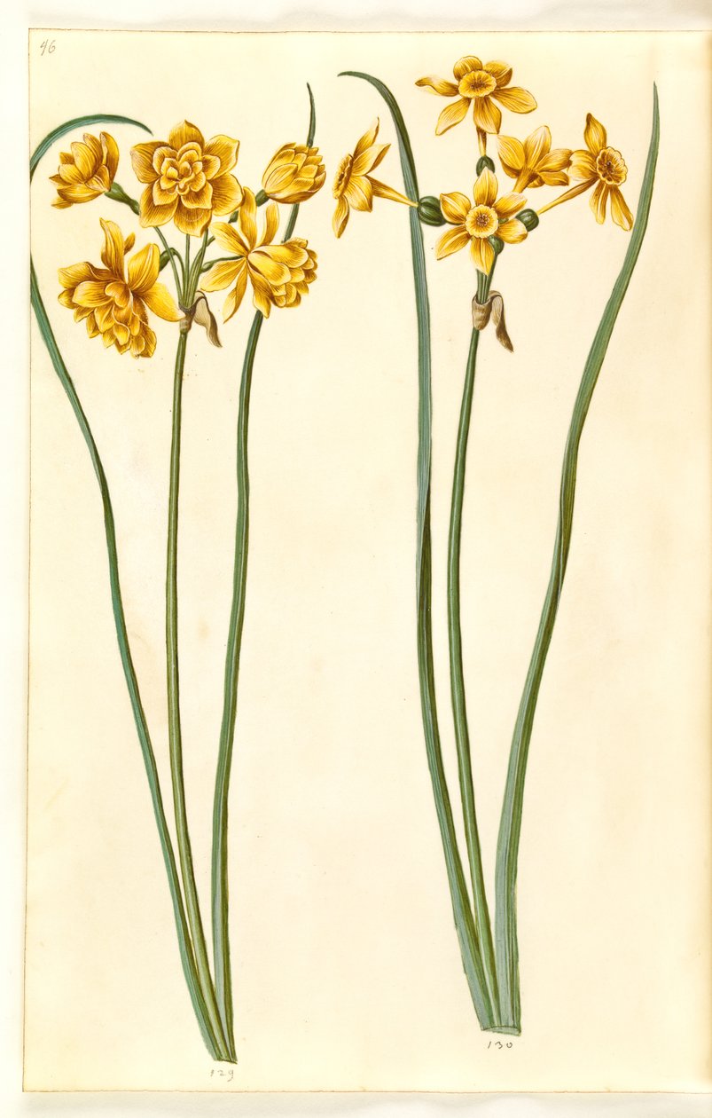 Narcisse jonquilla (siv-narcis) - Hans Simon Holtzbecker