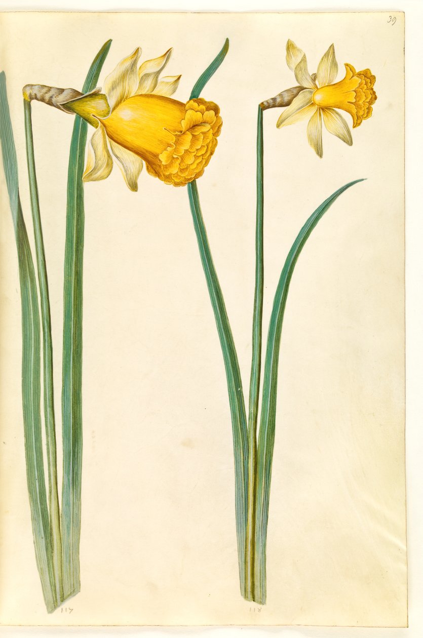 Narcissus pseudonarcissus (jonquille) - Hans Simon Holtzbecker