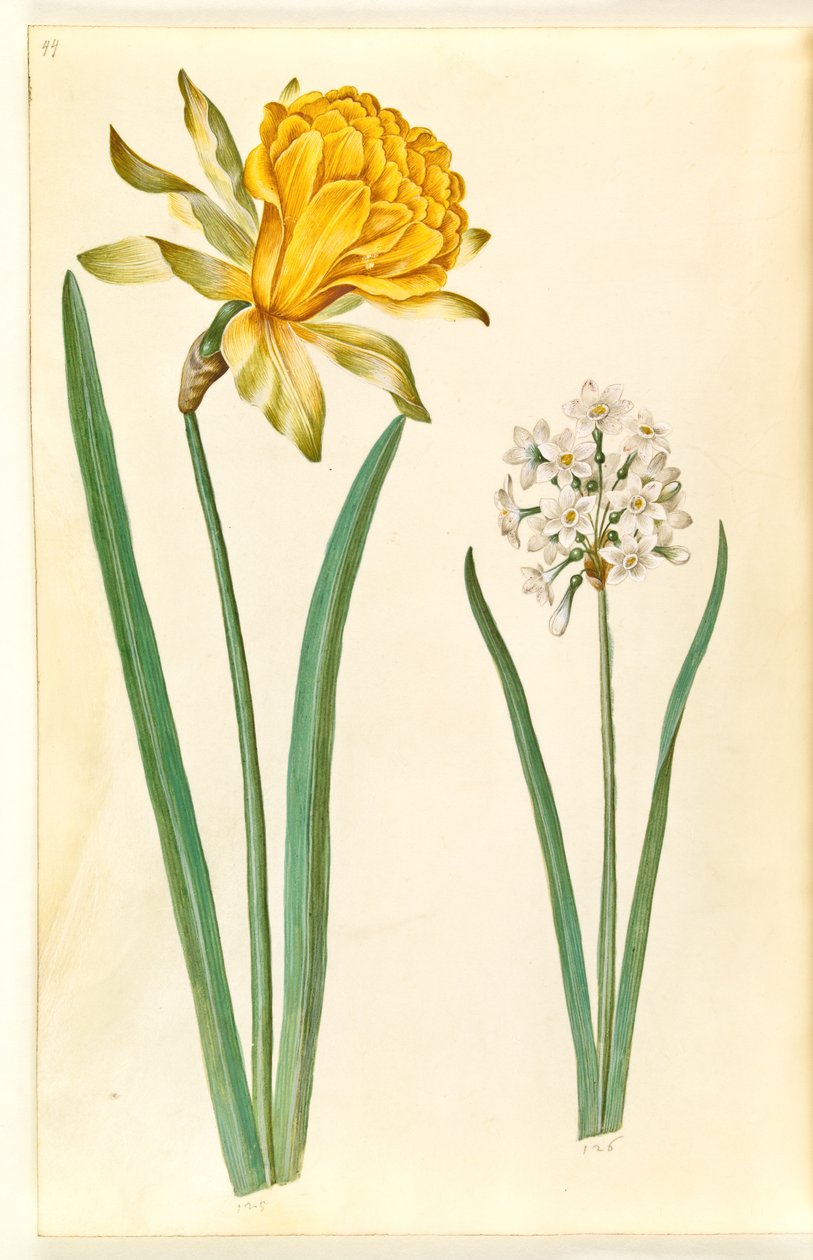 Narcissus pseudonarcissus (jonquille); Narcissus tazetta (narcisse tazetta) - Hans Simon Holtzbecker