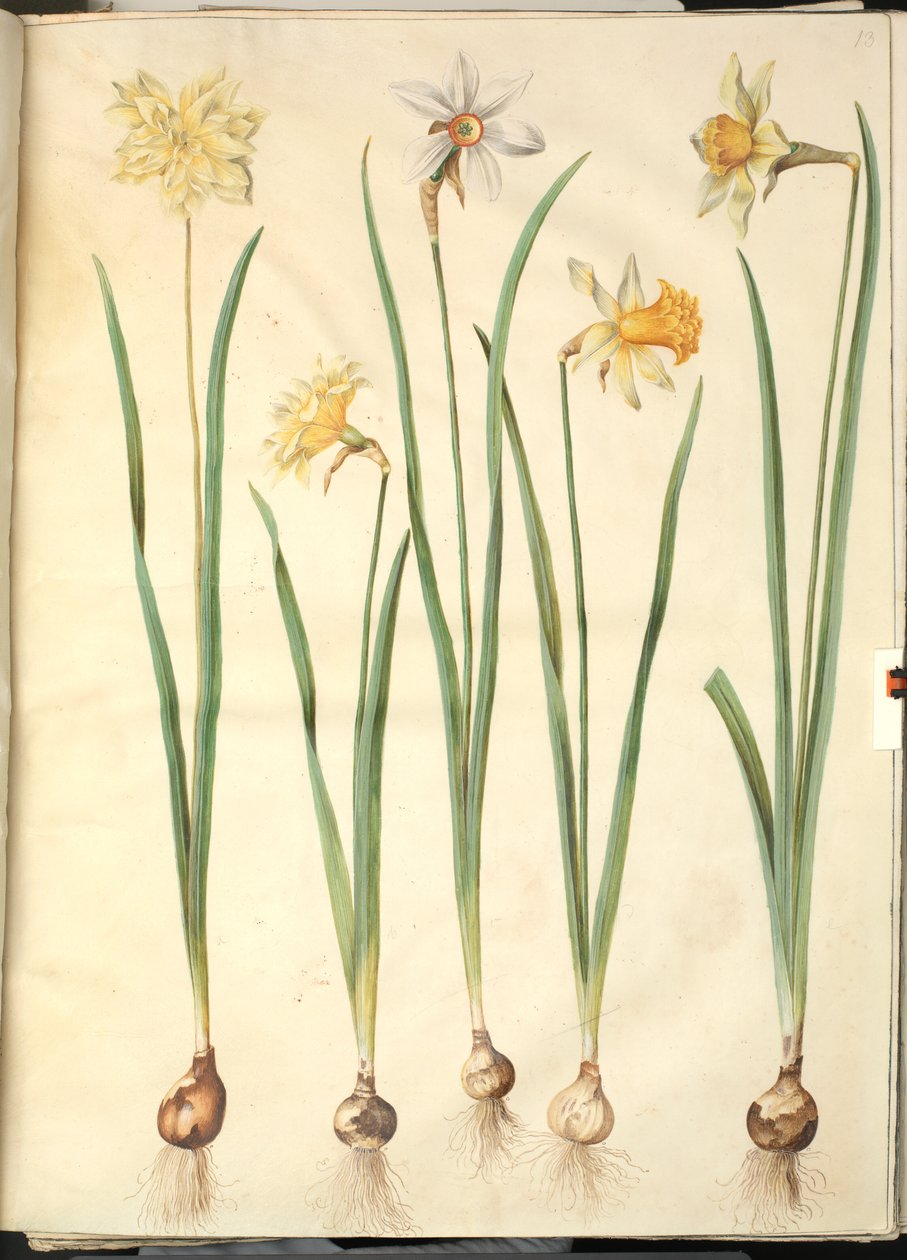 Narcissus pseudonarcissus, Narcissus poeticus, Narcissus × incomparabilis - Hans Simon Holtzbecker