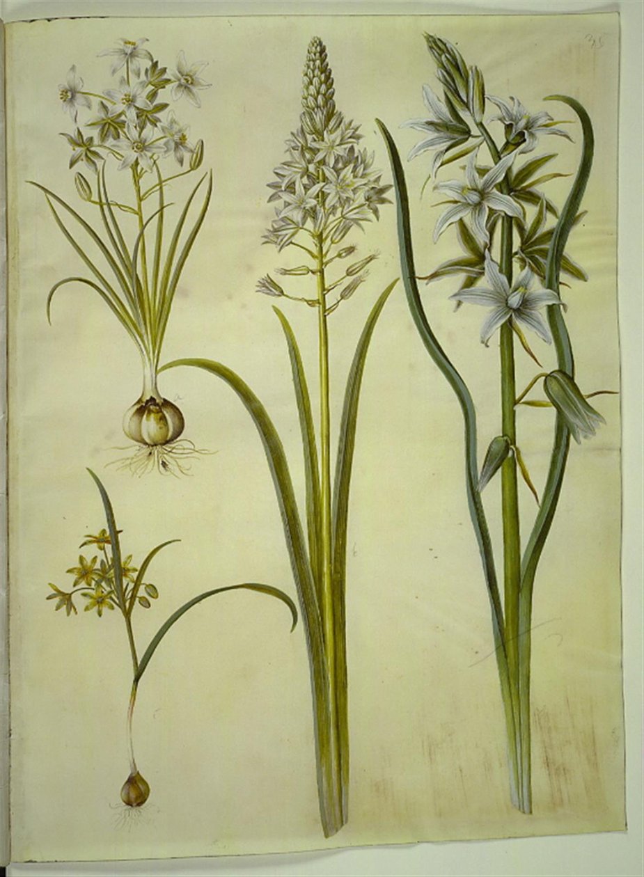 Ornithogalum umbellatum; Ornithogalum pyramidale; Gagea lutea; Ornithogalum nutans - Hans Simon Holtzbecker
